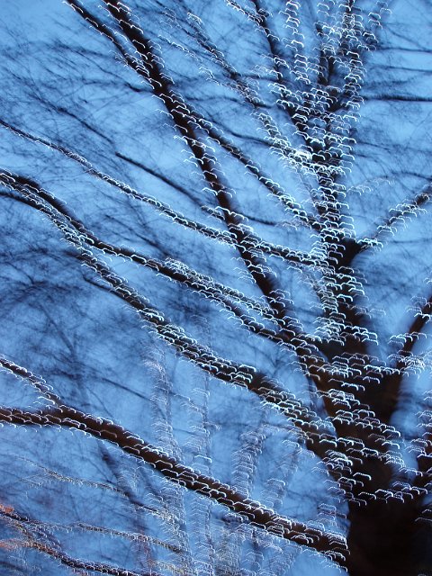 white led lights on a winter tree with blue sky