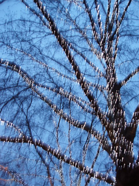 white led lights on a winter tree