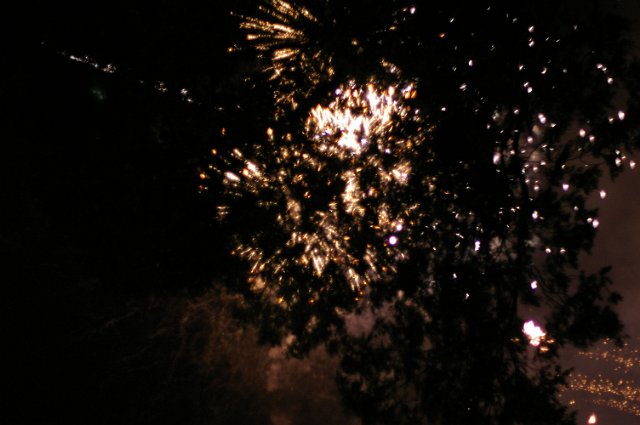 abstract composition of fireworks and tree leaves