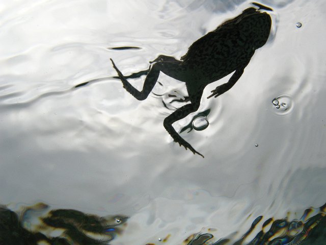 silhouette of a cane toad swimming in a pool