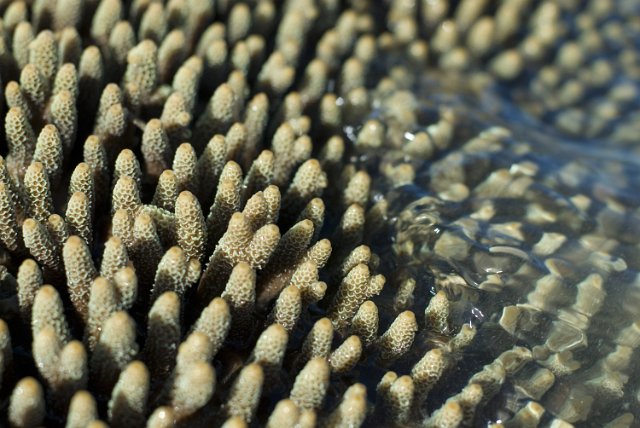 a close up image of fingers of coral pictured at tlow tide