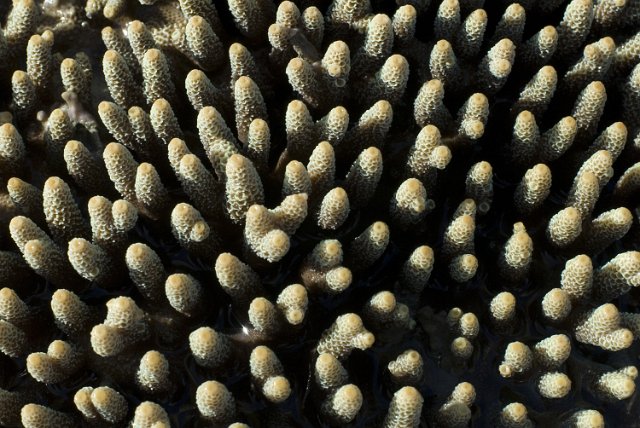fingers of Acropora coral, a genus in the Cnidaria phylum