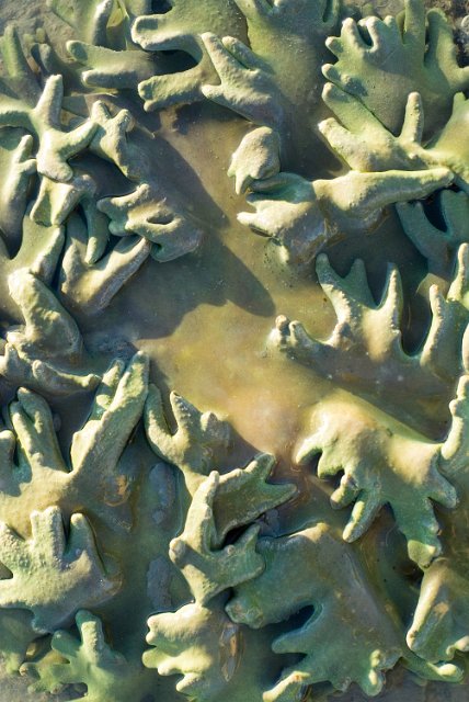 an organic background featuring soft coral shapes