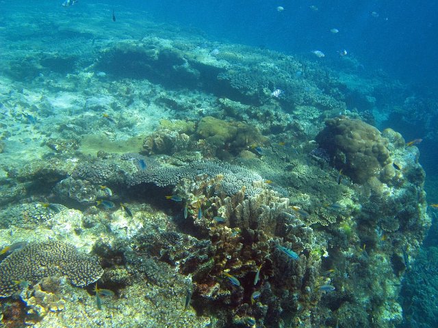 corals and tropical reef fish from an aquamarine underwater landscape