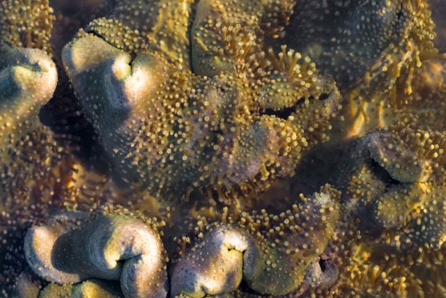 leather (soft) coral from the genus Sarcophyton with some of its polyps extended