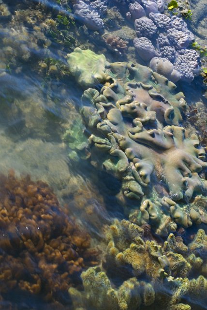 various coloured corals pictured at low tide