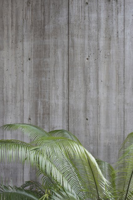 Fronds of a green palm tree against a concrete wall with copy space in a close up full frame view