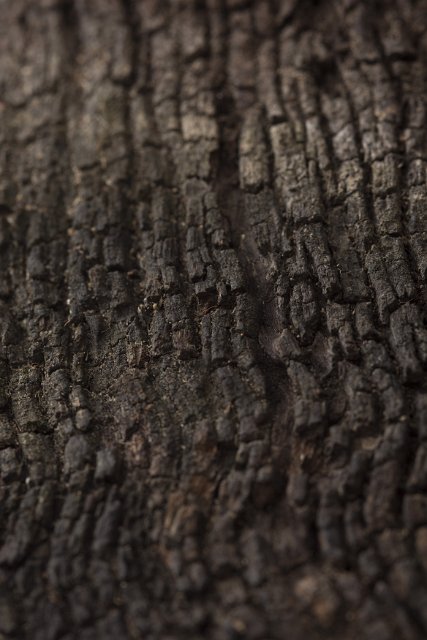 Decaying burnt wooden surface with cracks in close-up. Dark brown background in selective focus and full frame