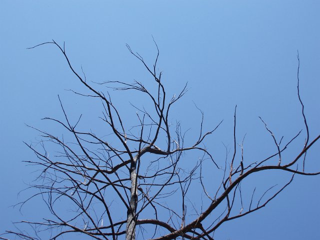 blue sky and moribund branches