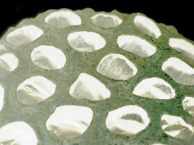 the head of a flower after seeding