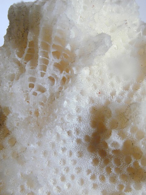 coral skeleton macro - texture of coral polyp skeleton