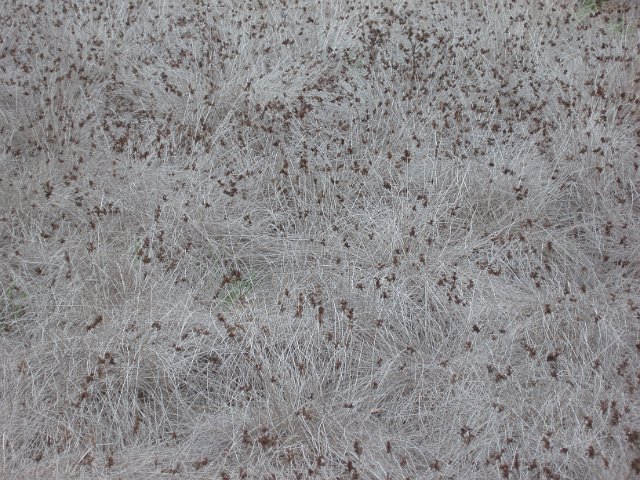 texture of parched dried up meadow grasses