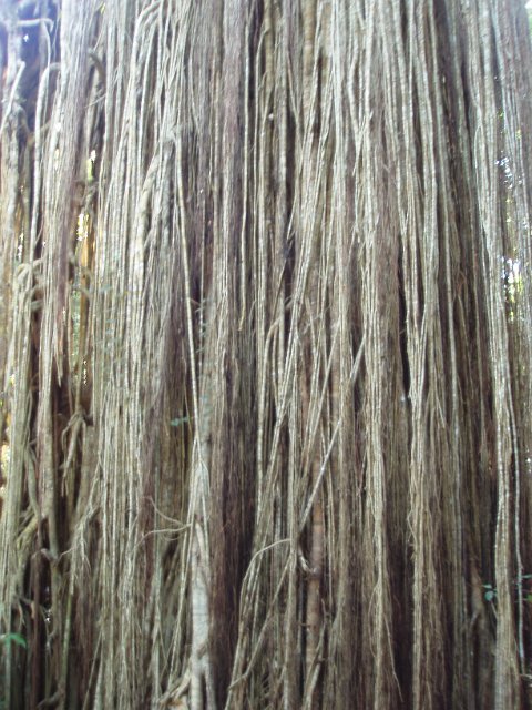 blurred image of roots hanging from a fig tree