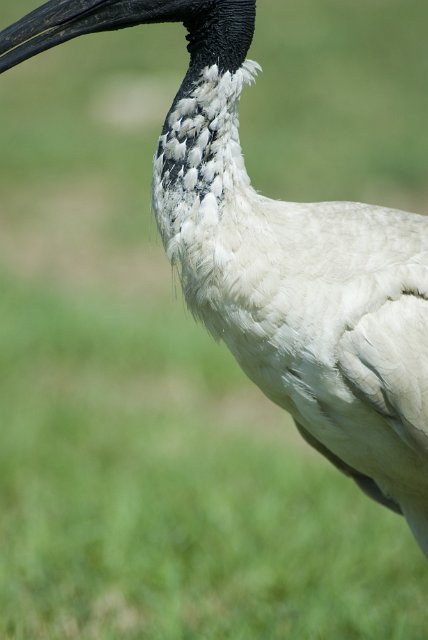abstract image of an ibis