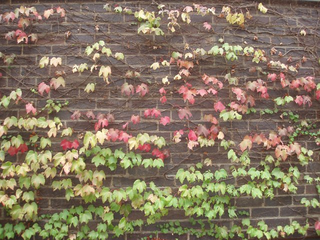 a brick wall covered in ivy