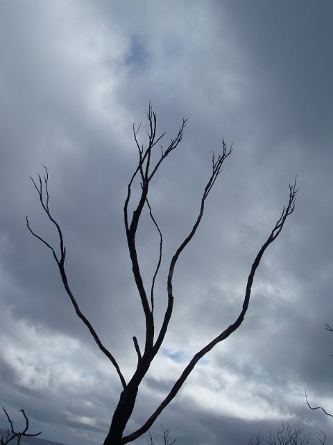 winter tree branches on a stormy day