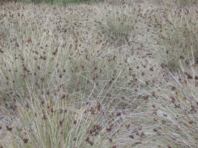 an expanse of dried out grassland