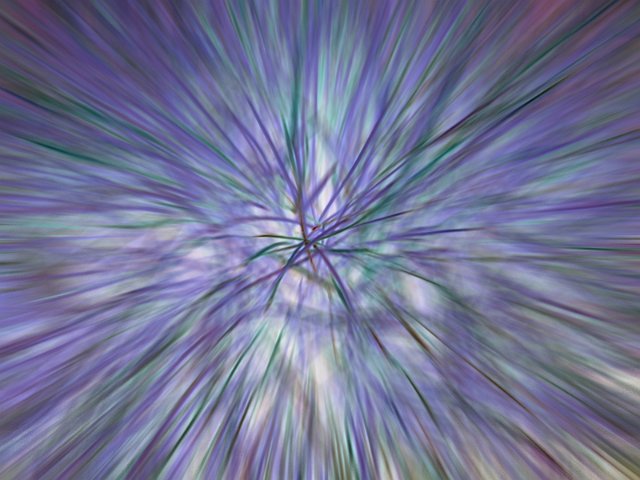 explosion of purple colour