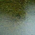 Previous image