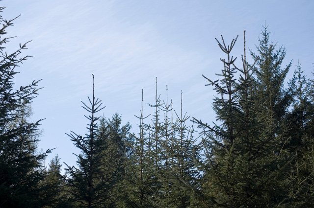 Cultivation of Christmas trees with young evergreen fir trees in a plantation against blue sky