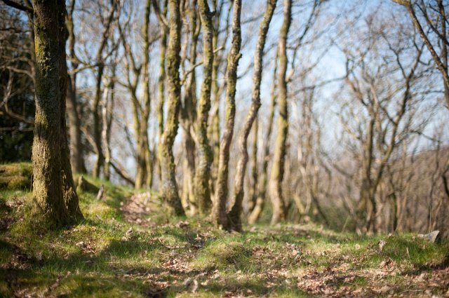 narrow depth of field image of a tranquil woodland landscape