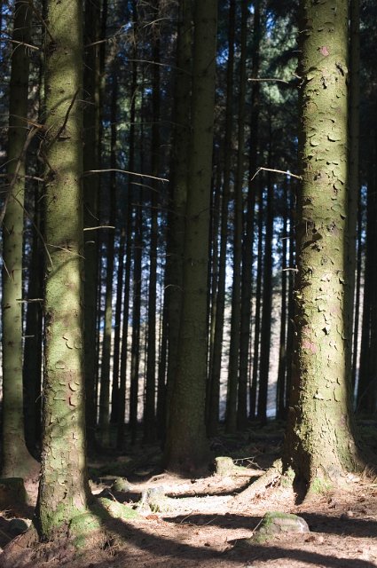 Atmospheric outdoor background looking between the tree trunks into the shadows in dense woodland