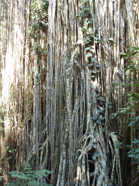 Rainforest background with trailing vines and aerial roots of old tall trees with climbing creepers