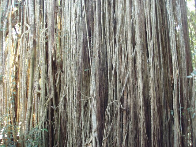 blurred linear texture of fig tree aerial roots