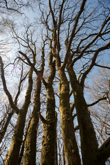 Low angle view of a copse of tall leafless deciduous trees with moss covered bark reaching for the blue sky