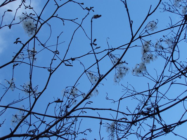 tree branches with no leaves