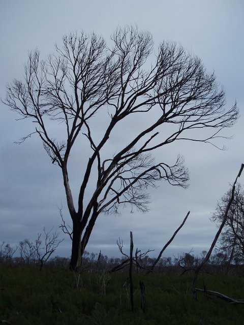 tree branches on a stormy grey sky day