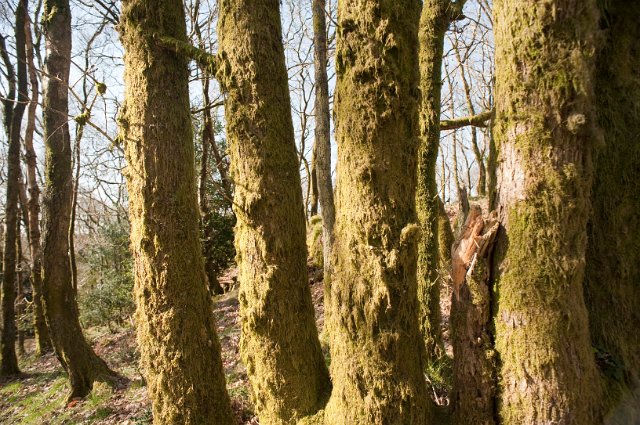 Close up view of a row of tree trunks covered in mossy bark in woodland