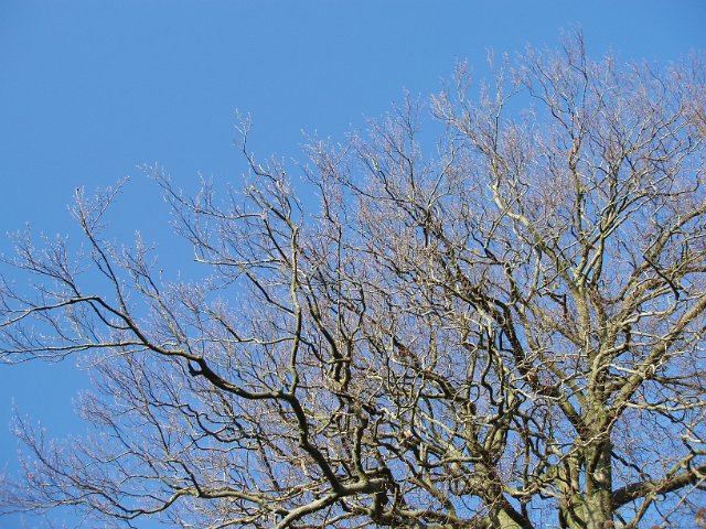tree without leaves against a blue sky on a sunny day
