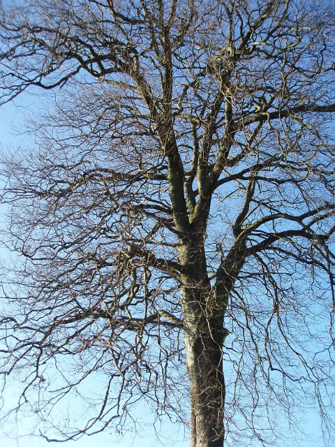 deciduous tree in winter - sans leaves