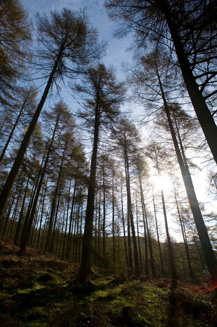 low angle view of tall trees in a woodland areas with sun into the lens