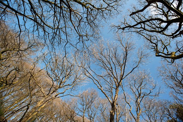 View looking up into the bare leafless branches of deciduous trees in winter woodland against a blue sky