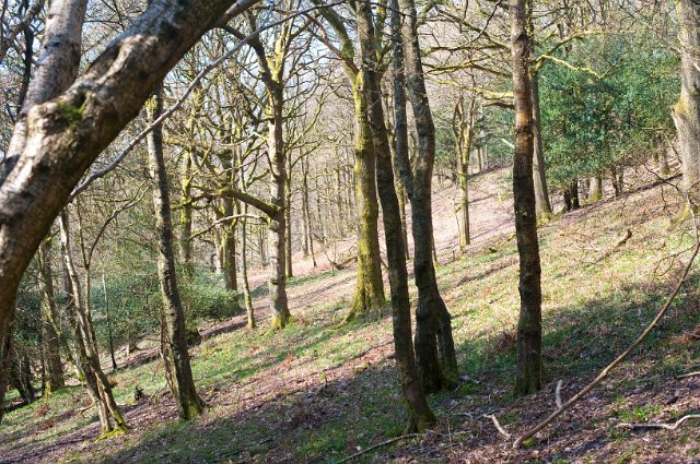 Glade of trees in woodland growing on a gentle hillside, viewed through the trunks
