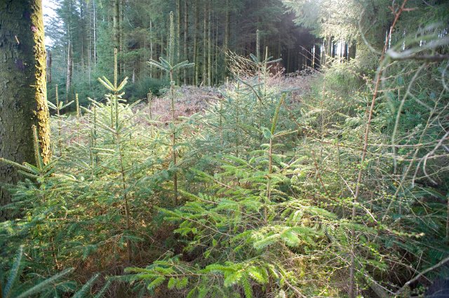 Young saplings in a pine plantation growing in a clearing created by felled trees ensuring reforestation and a sustainable resource