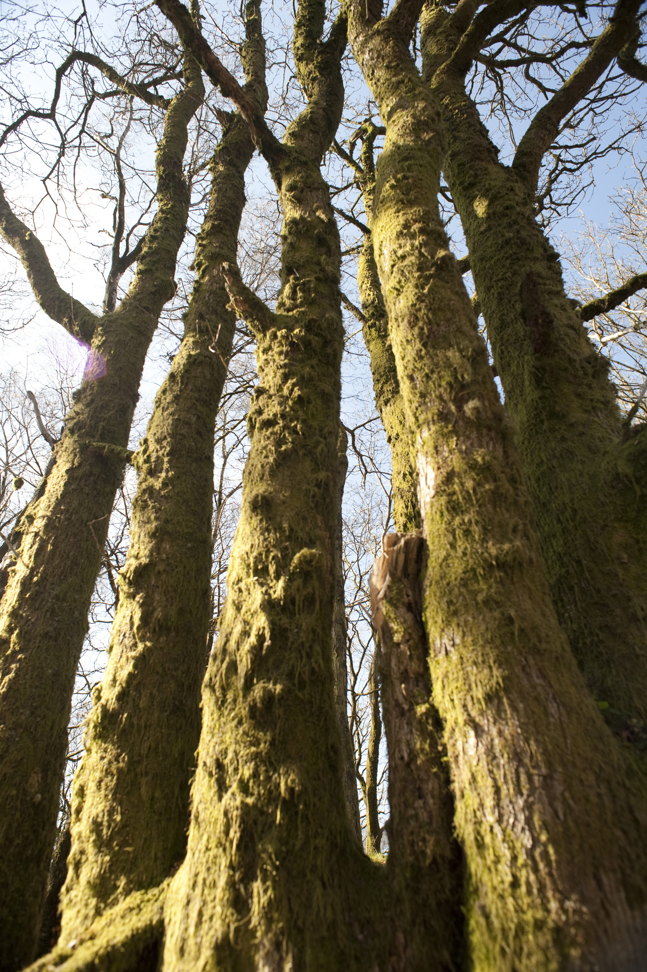 Low angle view of tall trees Free backgrounds and textures