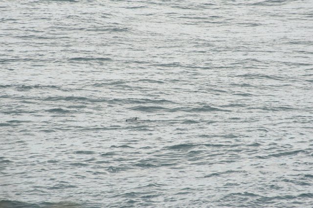 water surface with some small fins