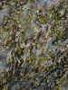 seaweed0315.jpg (1306342 bytes)