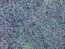 grass00407.jpg (1191930 bytes)