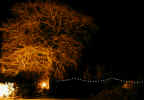 treeatnight3965.jpg (538380 bytes)