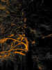 treeatnight3976.jpg (587074 bytes)