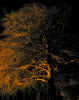 treeatnight3977.jpg (793894 bytes)