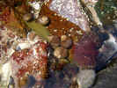 rockpool3644.jpg (1281782 bytes)