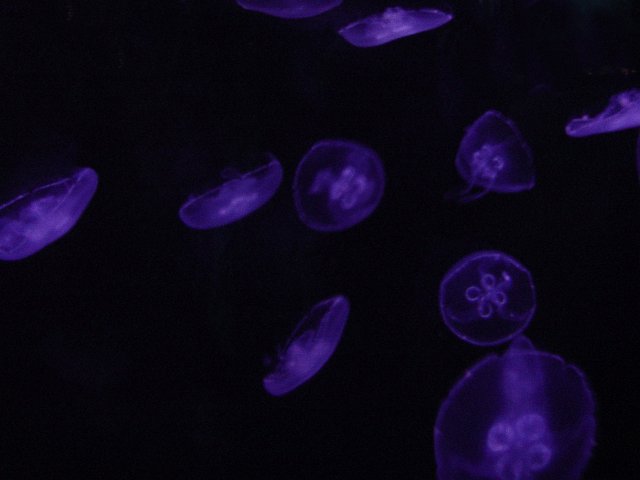 jellfyfish shapes purple