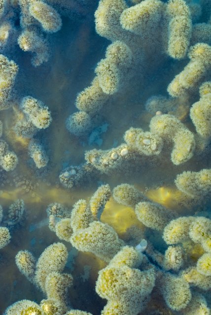 leather corals of the order Alcyoniidae with polyps extended