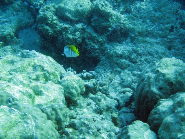 a lone angel fish swimming among corals