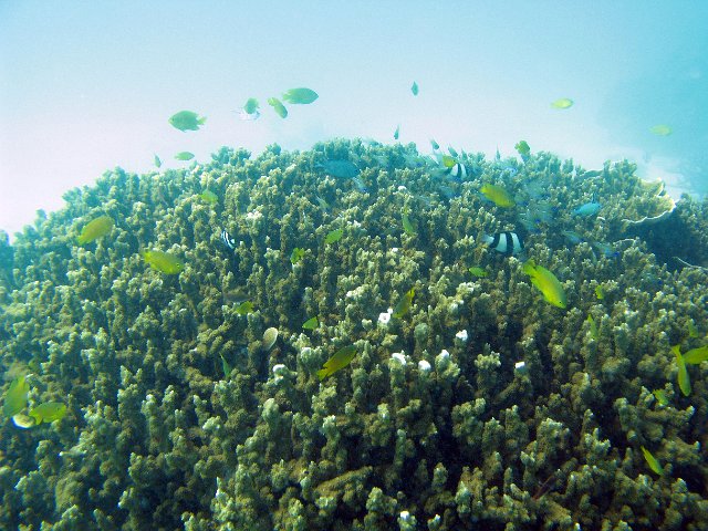 a section of coral reef with a selection of coral fish